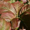 Rodgersia Podophylla - Abriachan Nurseries